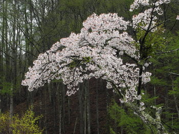 桜-1 のコピー.jpg