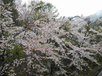 桜-2  のコピー.jpg