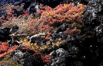 火山岩に咲く1.jpg