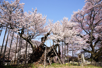 神代桜 のコピー.jpg