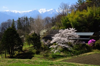 ５谷村家の桜 .jpg